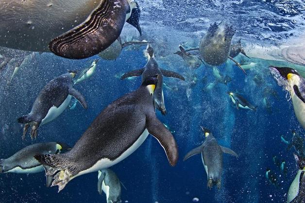 Bubble-jetting emperors by Paul Nicklen (Canada)